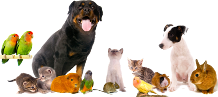 รถรับส่งน่าน