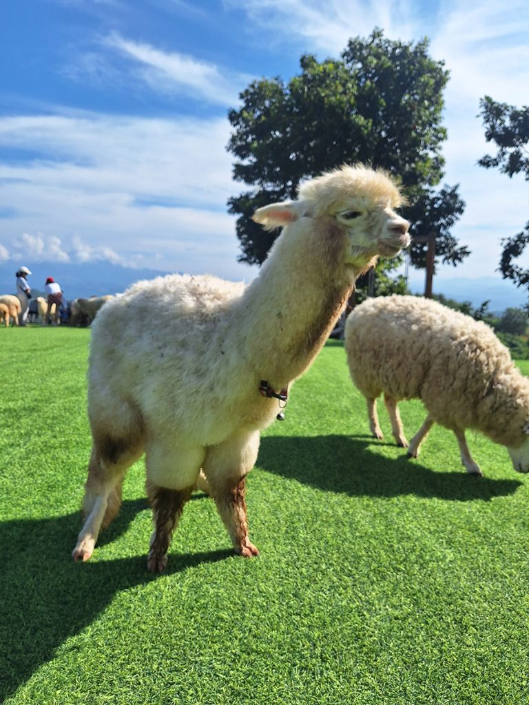 ไร่ปางแกะ at กิ่วม่วง - Rai Pang Kae Farm Nan